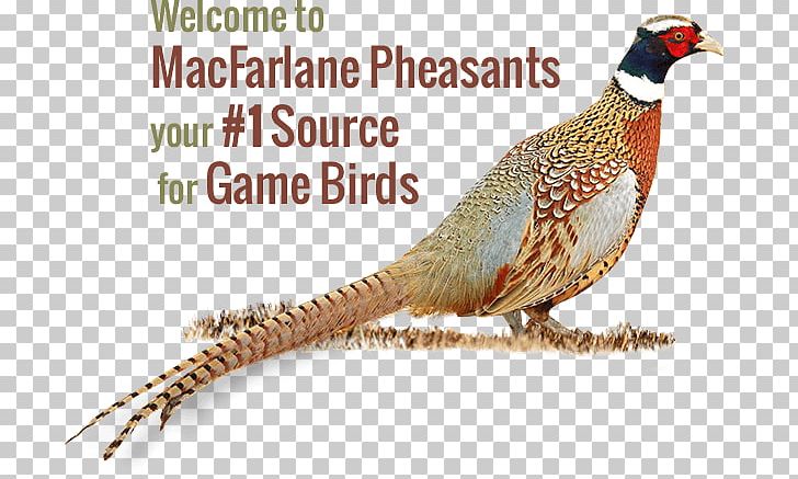 MacFarlane Pheasants Inc. Upland Game Bird Upland Game Bird PNG, Clipart, Animals, Beak, Bird, Bird Bird, Bird Egg Free PNG Download