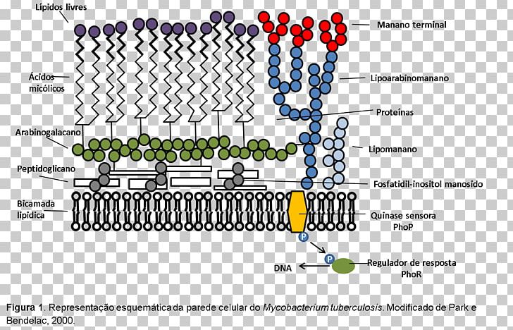 Mycobacterium Leprae Cell Wall Acid-fastness Peptidoglycan Bacteria PNG, Clipart, Acidfastness, Area, Auto Part, Bacteria, Bacterial Cell Structure Free PNG Download