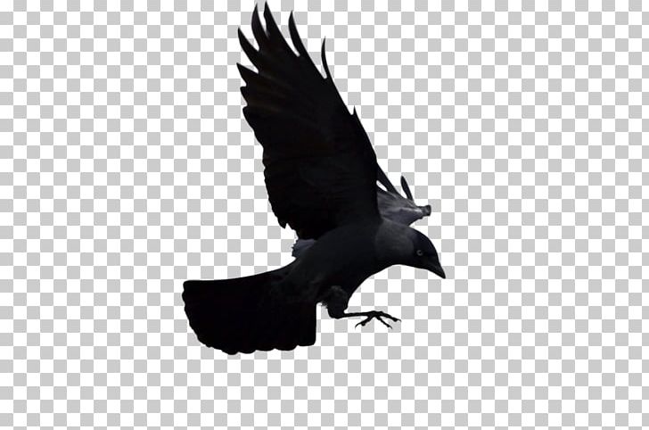 Bald Eagle American Crow Bird Western Jackdaw Animal PNG, Clipart, Accipitriformes, American Crow, Animal, Animals, Art Free PNG Download