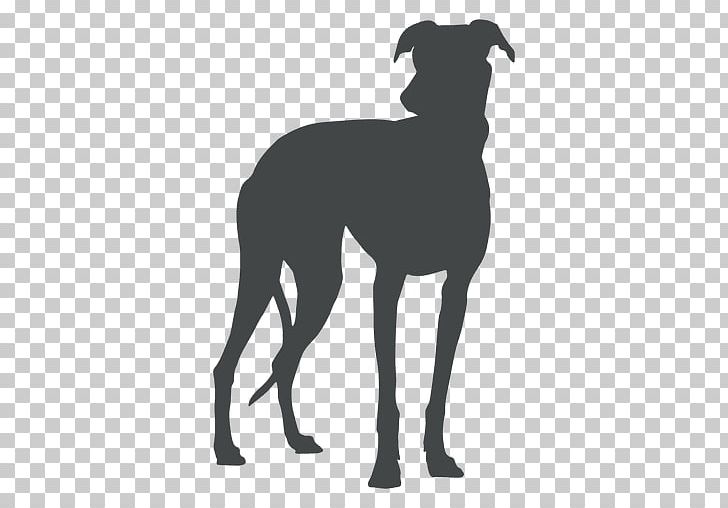 Great Dane Italian Greyhound Spanish Greyhound Sloughi PNG, Clipart, Animal, Big Dog, Black, Black And White, Breed Free PNG Download