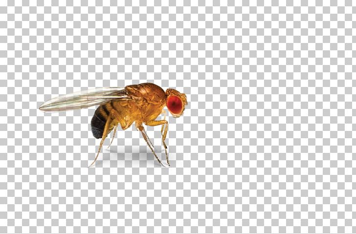 Insect Cockroach Common Fruit Fly Fruit Flies Pest PNG, Clipart, Animals, Arthropod, Circadian Rhythm, Cockroach, Common Fruit Fly Free PNG Download