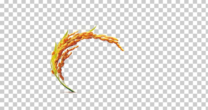 Rice Oryza Sativa PNG, Clipart, Brown Rice, Color, Computer Wallpaper, Cooked Rice, Food Free PNG Download