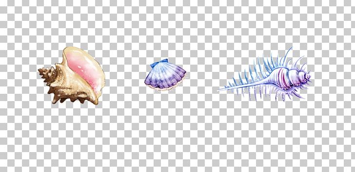 Sea Snail Seashell PNG, Clipart, Conch, Crustaceans, Designer, Fine, Google Images Free PNG Download