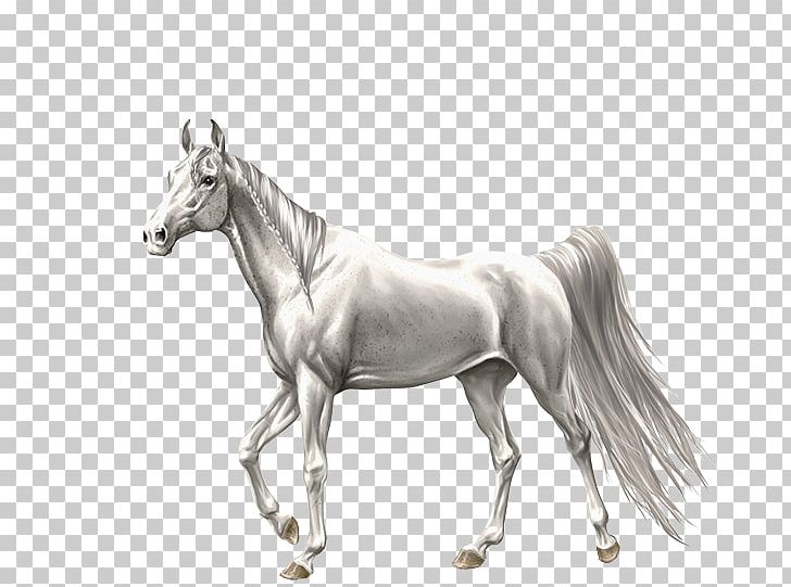 Stallion Foal Mare Mustang Colt PNG, Clipart, Bit, Black And White, Bridle, Colt, Drawing Free PNG Download