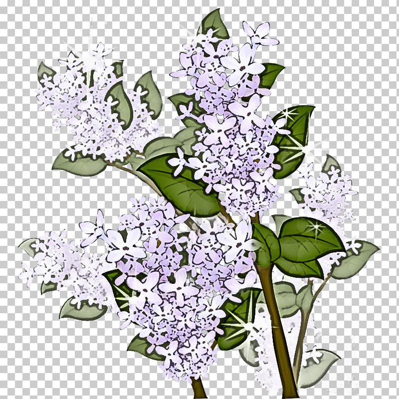 Lavender PNG, Clipart, Buddleia, Cut Flowers, Dendrobium, Flower, Lavender Free PNG Download