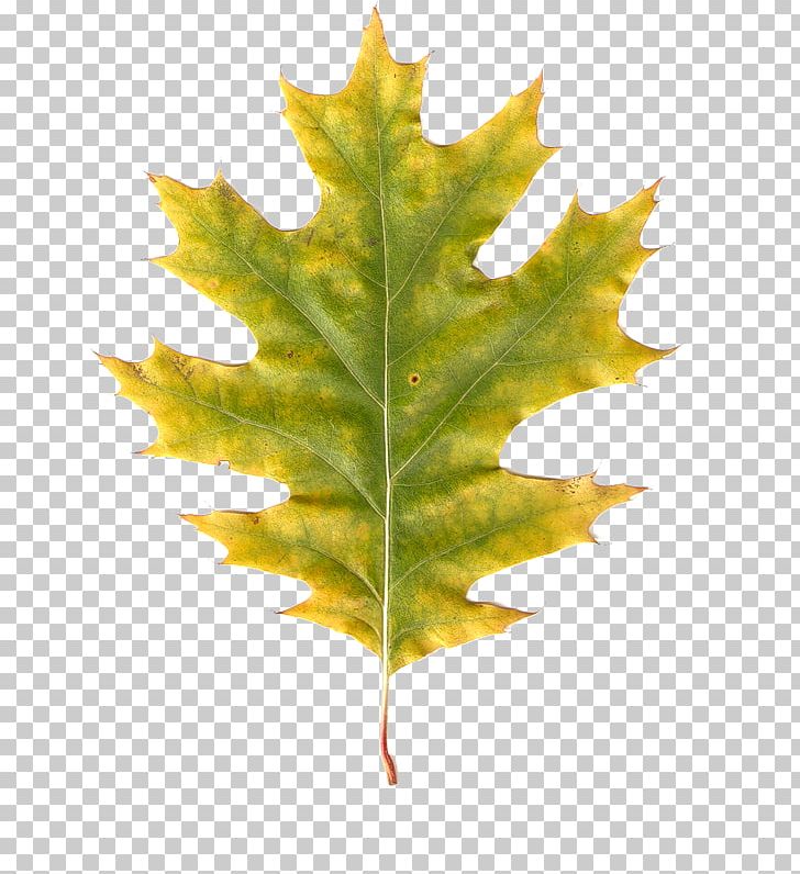 Autumn Leaves Leaf PNG, Clipart, Autumn, Autumn Leaves, Blog, Clip Art, Gimp Free PNG Download