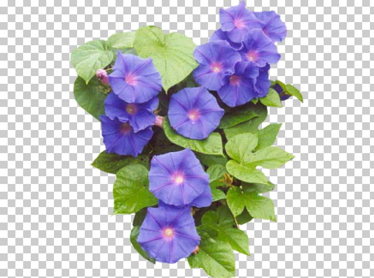 Easter Flower PNG, Clipart, Annual Plant, Blue, Blue Rose, Digital Image, Easter Free PNG Download