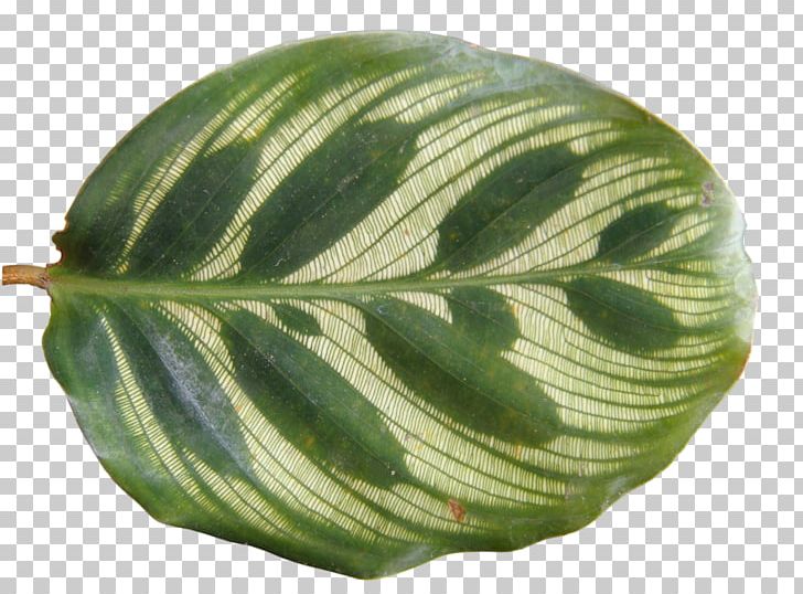 Plant Tropics Leaf PNG, Clipart, Cam4, Digital Image, Food Drinks, Leaf, Leaves Free PNG Download