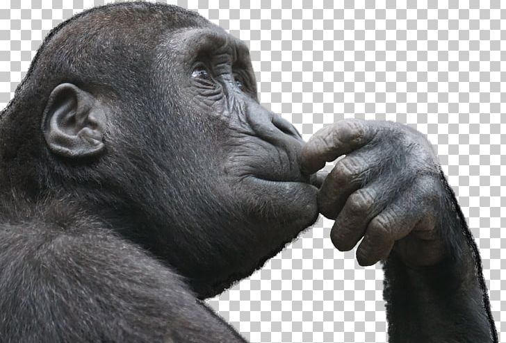 Ape Primate Thought Monkey Critical Thinking PNG, Clipart, Animals, Ape, Chimpanzee, Common Chimpanzee, Critical Thinking Free PNG Download