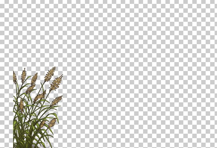 Lion Reed Canary Grass Jaguar Felidae PNG, Clipart, Big Cat, Branch, Canary Grass, Cat, Commodity Free PNG Download