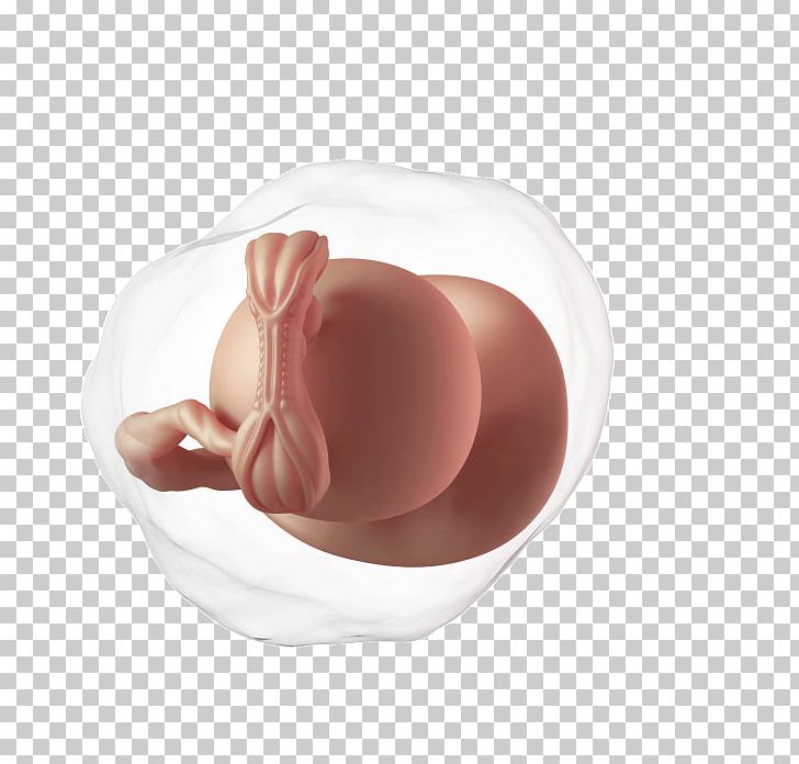Week 5 Of Pregnancy Fetus Infant PNG, Clipart, Child, Ectopic Pregnancy, Father, Fetus, Finger Free PNG Download