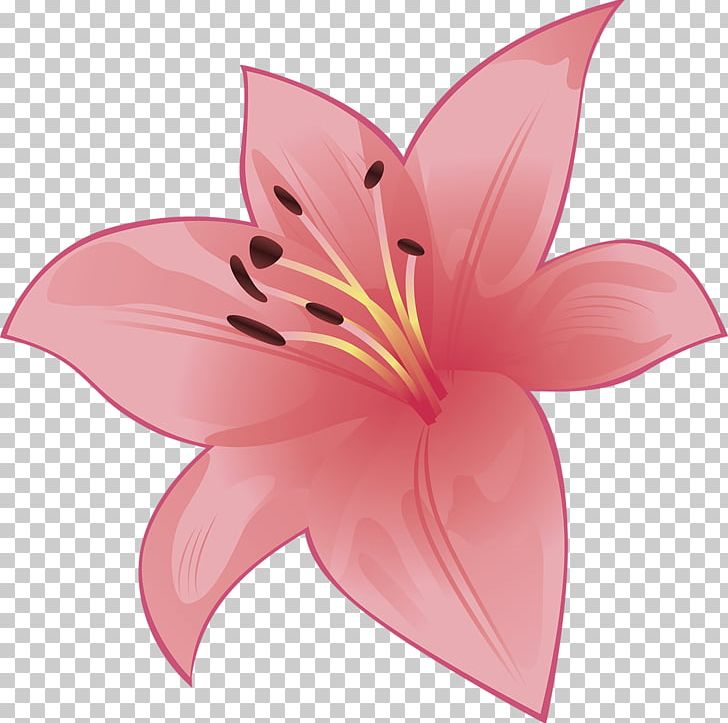 Cut Flowers Liliaceae Plant Lilium PNG, Clipart, Cut Flowers, Family, Flora, Flower, Flowering Plant Free PNG Download