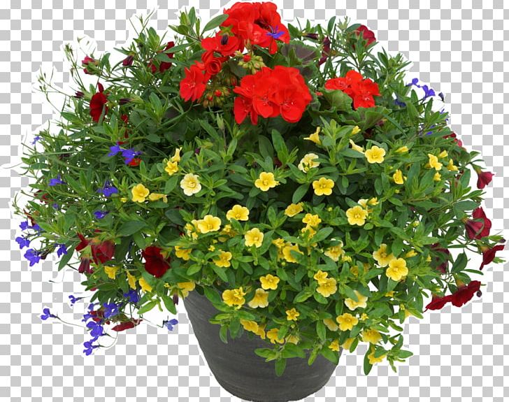 Fundraising Flowerpot Houseplant PNG, Clipart, Annual Plant, Bedding, Cranesbill, Cut Flowers, Fern Free PNG Download