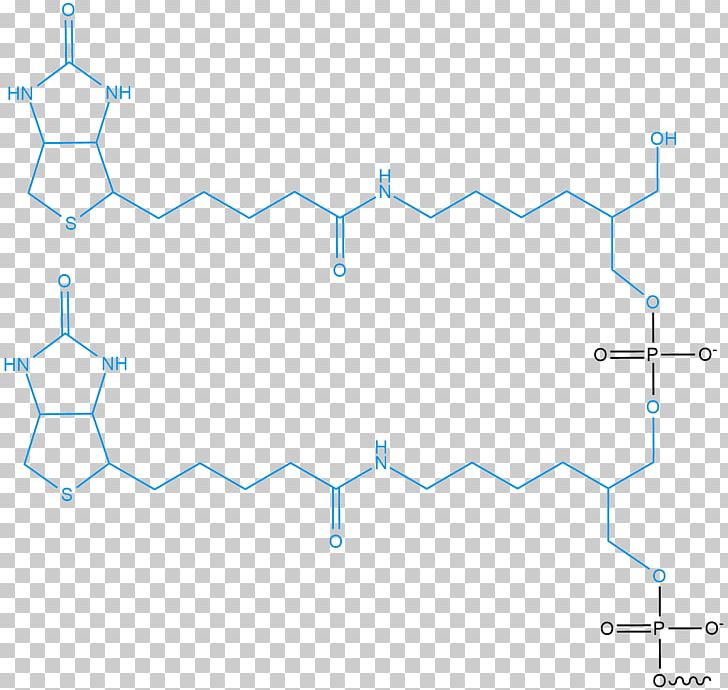 Oligonucleotide Synthesis Pricing Bio Basic Inc. PNG, Clipart, Angle, Area, Avidin, Basic, Bio Free PNG Download