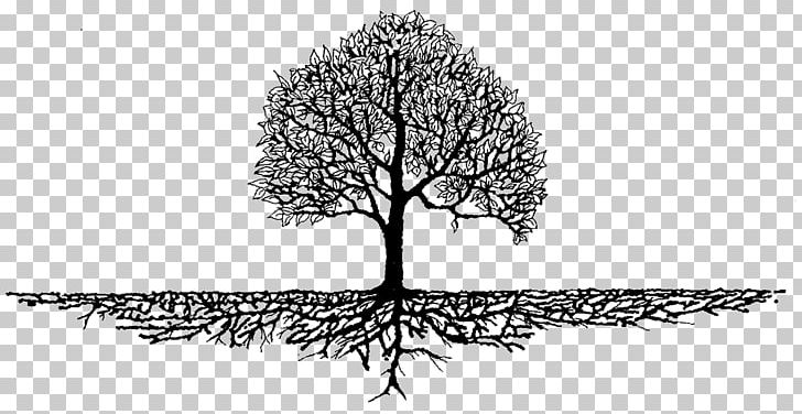 Root Tree Soil Trunk Nutrient PNG, Clipart, Arborist Now, Bean Pie, Black And White, Branch, Dao Free PNG Download