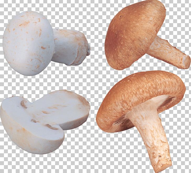 Shiitake Congee Fish Ball Rousong Mushroom PNG, Clipart, Agaricomycetes, Agaricus, Bestoftheday, Champignon Mushroom, Common Mushroom Free PNG Download