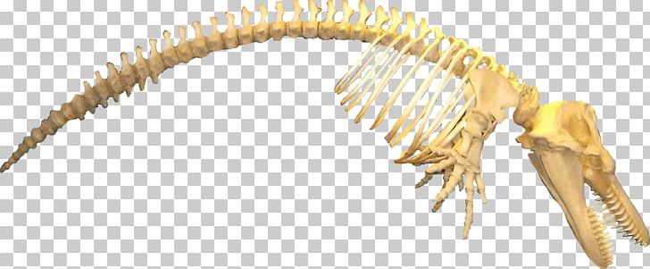 Sperm Whale Killer Whale Skeleton Fossil PNG, Clipart, Apex Predator, Blue Whale, Bone, Dolphin, Fantasy Free PNG Download