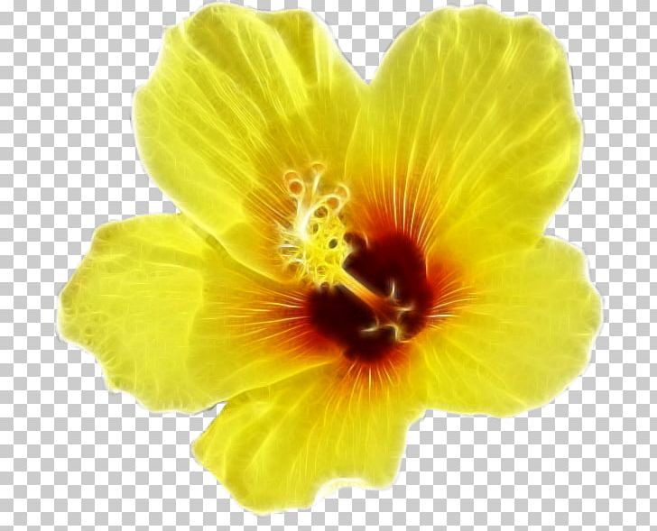 Desktop Flower Rosemallows PNG, Clipart, Blog, Computer Monitors, Desktop Wallpaper, Flower, Flowering Plant Free PNG Download