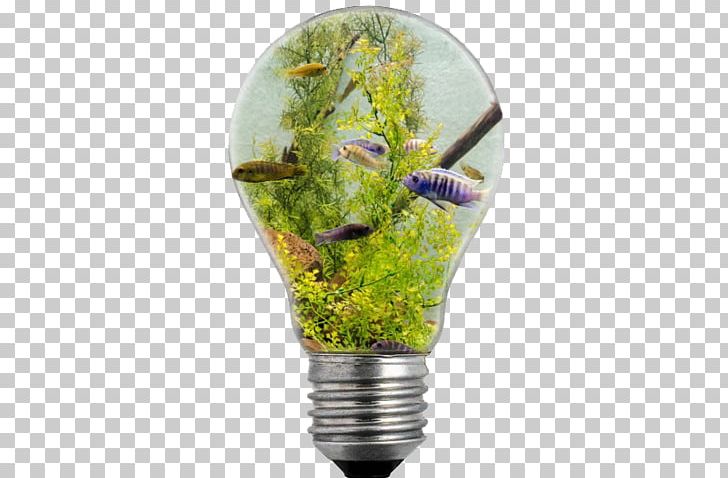 Incandescent Light Bulb Electric Light Illustration PNG, Clipart, Bulb, Christmas Lights, Coral, Electricity, Electric Light Free PNG Download