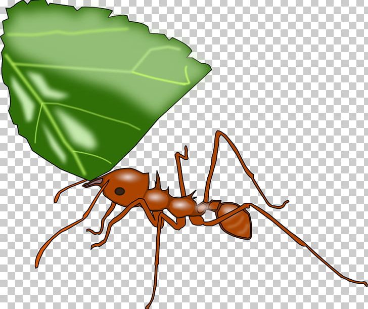 Leafcutter Ant Atta Cephalotes PNG, Clipart, Ant, Antarctica, Antarctica Clipart, Arthropod, Atta Free PNG Download
