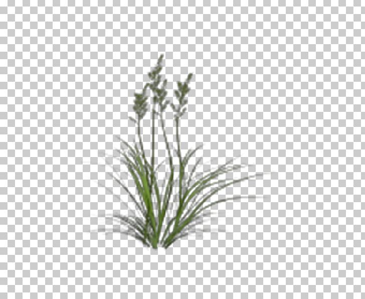 Strong Grass PNG, Clipart, Computer Icons, Design, Download, Flora, Flower Free PNG Download