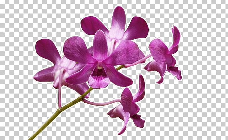Wall Decal Cattleya Orchids Violet Plant PNG, Clipart, Cattleya, Cattleya Orchids, Dendrobium, Drawing, Flora Free PNG Download