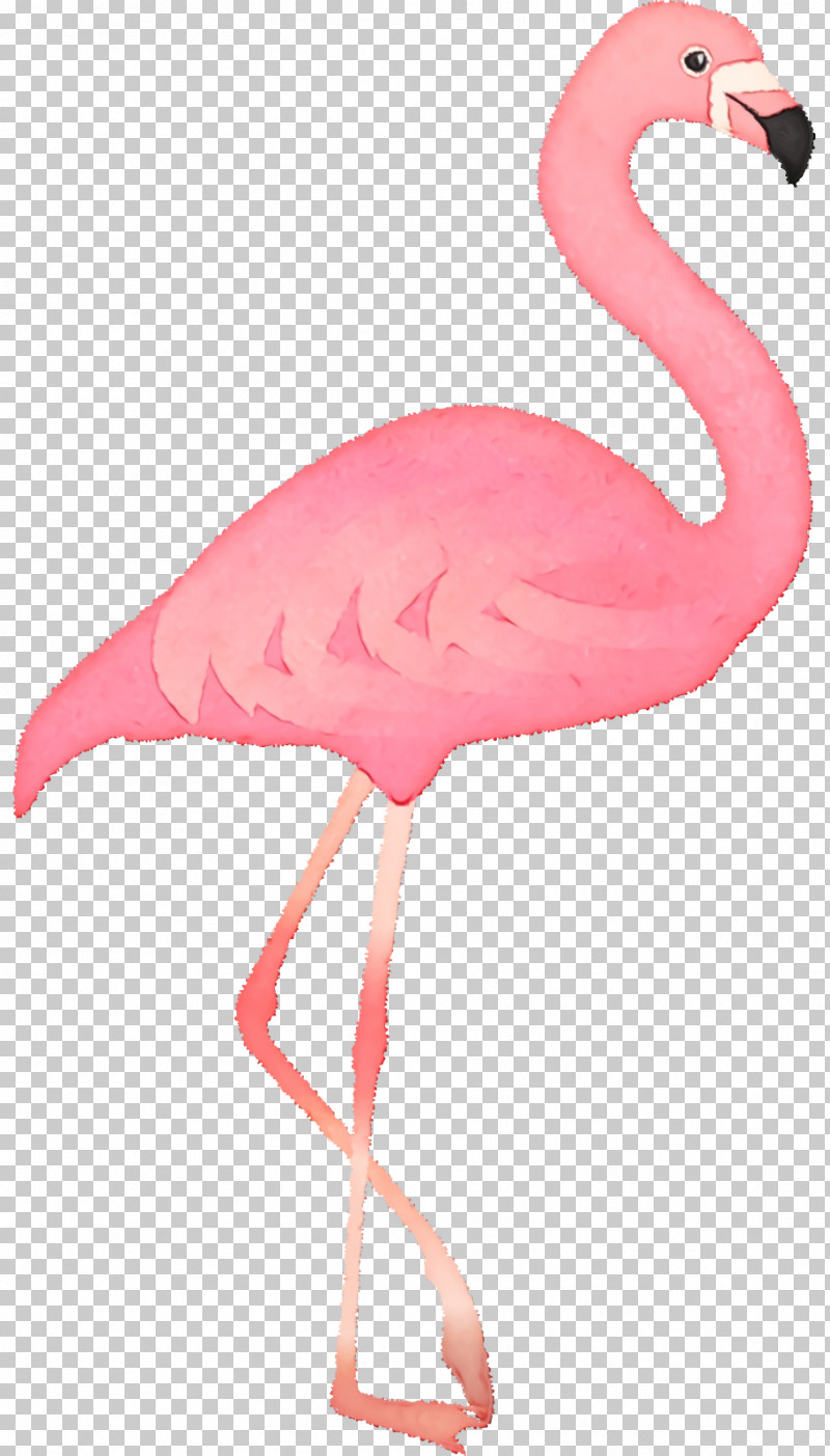 Feather PNG, Clipart, Beak, Feather, Flamingo M, Paint, Pink M Free PNG Download