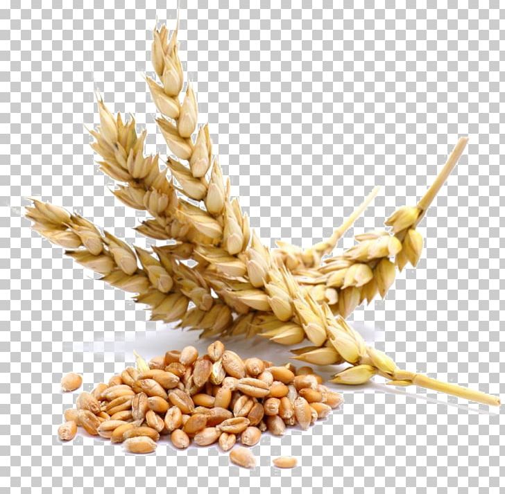 Cereal Wheat Berry Whole Grain PNG, Clipart, Avena, Bread, Caryopsis, Cereal, Cereal Germ Free PNG Download
