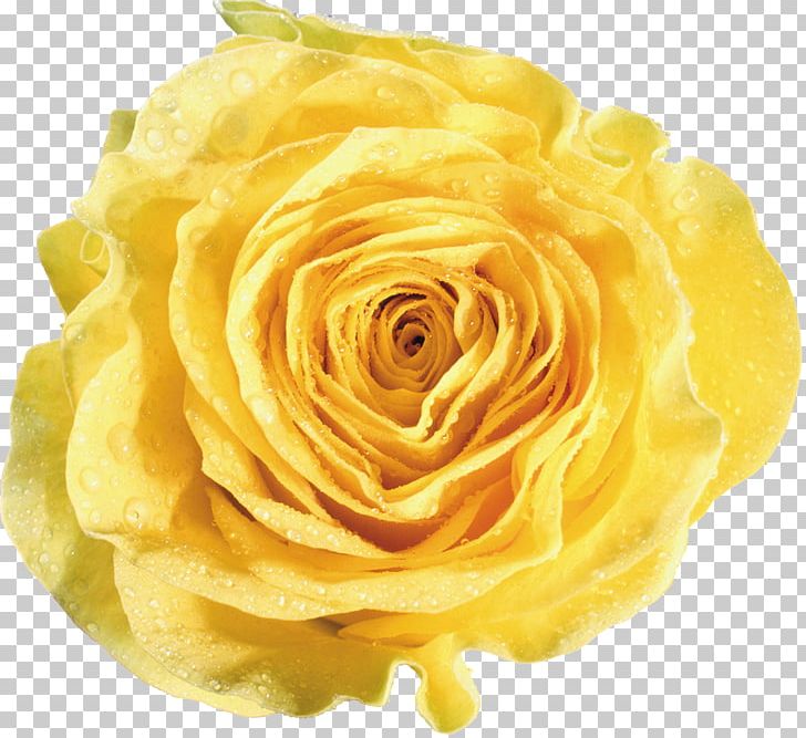Garden Roses Yellow Flower PNG, Clipart, Beach Rose, Blue Rose, Color, Cut Flowers, Download Free PNG Download