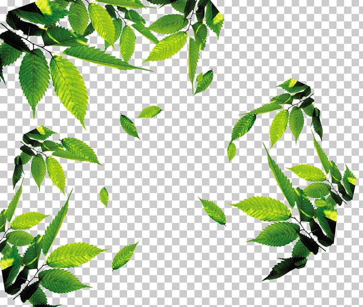Leaf Icon PNG, Clipart, Branch, Euclidean, Fall Leaves, Floating, Floating Leaves Free PNG Download