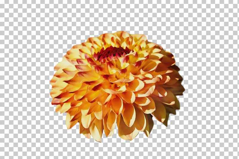 Chrysanthemum Cut Flowers Dahlia Petal Flower PNG, Clipart, Chrysanthemum, Cut Flowers, Dahlia, Flower, Paint Free PNG Download
