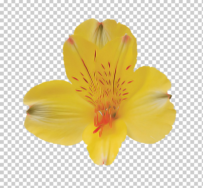 Flower Petal Yellow Plant Evening Primrose PNG, Clipart, Evening Primrose, Evening Primrose Family, Flower, Hypericum, Peruvian Lily Free PNG Download