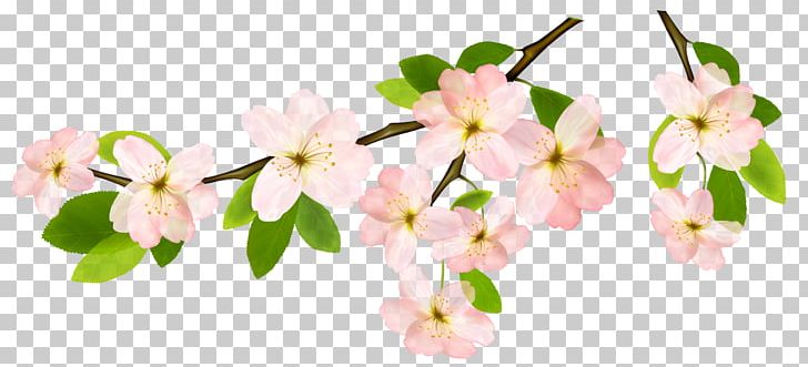 Branch Flower PNG, Clipart, Blossom, Branch, Cherry Blossom, Download, Flower Free PNG Download