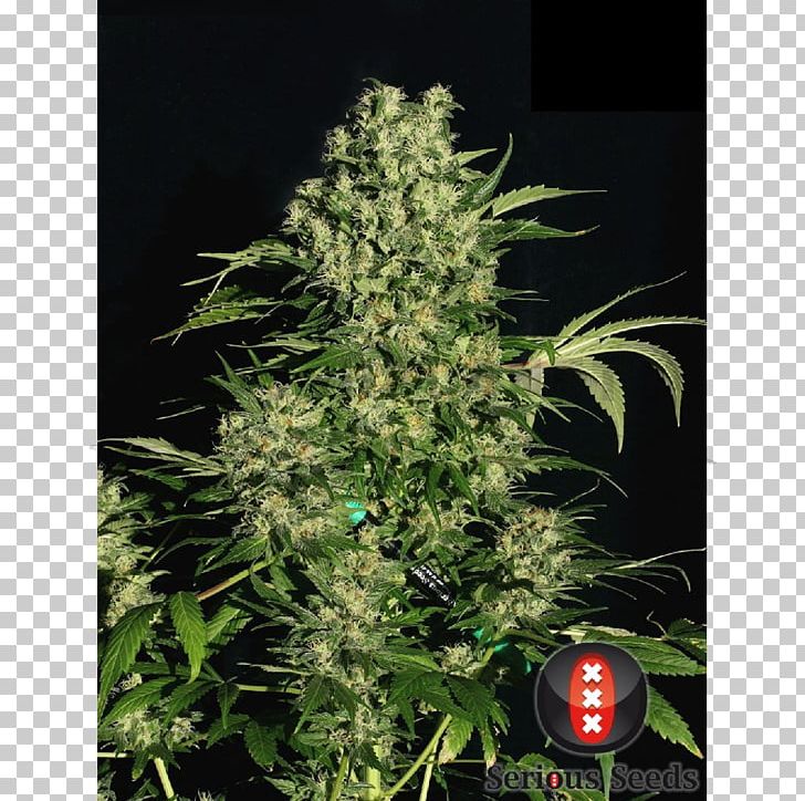 Cannabis Cup Seed Bank Marijuana PNG, Clipart, Cannabidiol, Cannabis, Cannabis Cultivation, Cannabis Cup, Cannabis Sativa Free PNG Download