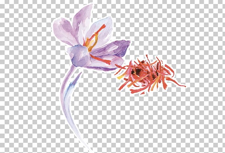 Saffron Stock Photography PNG, Clipart, Crocus, Flower, Flowering Plant, Herb, Others Free PNG Download