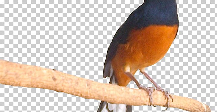 Bird Lark Magpie-robins Parrot White-rumped Shama PNG, Clipart, Beak, Bird, Fauna, Ikan Koi, Lark Free PNG Download