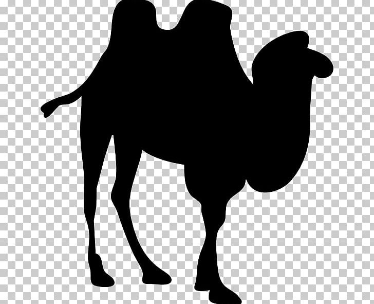 Dromedary Bactrian Camel Silhouette PNG, Clipart, Animals, Arabian Camel, Bactrian Camel, Black And White, Camel Free PNG Download