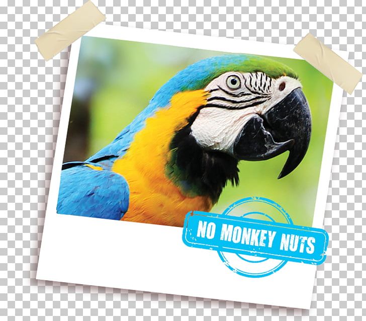 Macaw Parrot Fauna Beak Pet PNG, Clipart, Advertising, Beak, Bird, Fauna, Food Free PNG Download