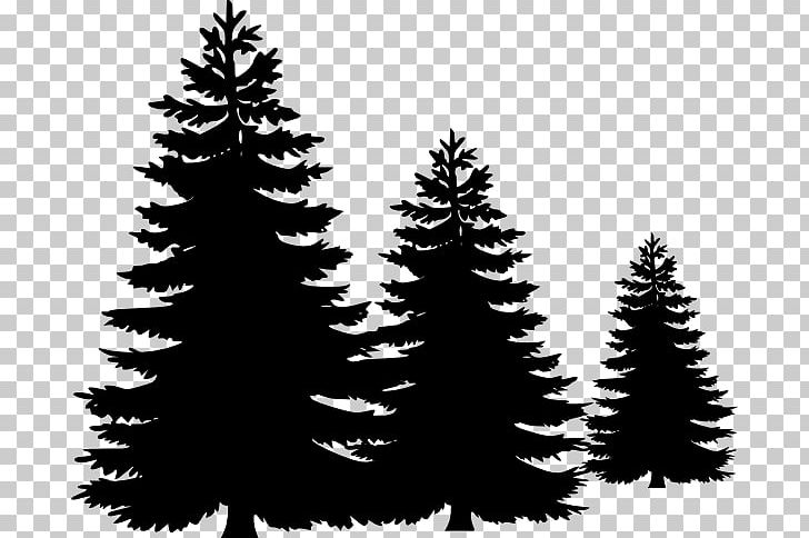 Pine Fir Tree Evergreen PNG, Clipart, Black And White, Branch, Christmas Decoration, Christmas Ornament, Christmas Tree Free PNG Download