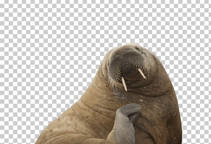 Sea Lion Walrus Arctic Animal Sea Level Rise PNG, Clipart, Action, Animal, Animals, Arctic, Climate Free PNG Download