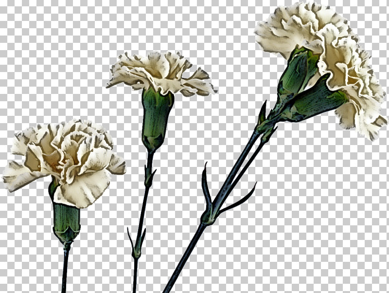 Floral Design PNG, Clipart, Carnation, Cut Flowers, Floral Design, Flower, Flower Bouquet Free PNG Download