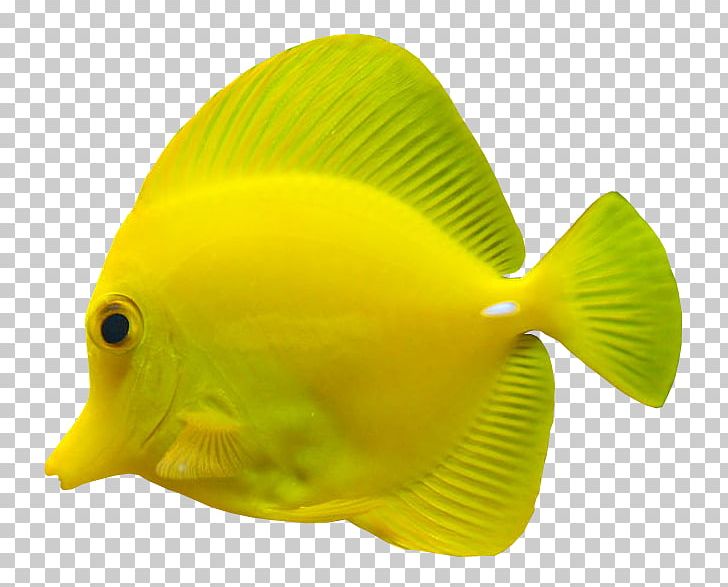 Digital PNG, Clipart, Blog, Coral Reef Fish, Desktop Wallpaper, Digital Image, Display Resolution Free PNG Download