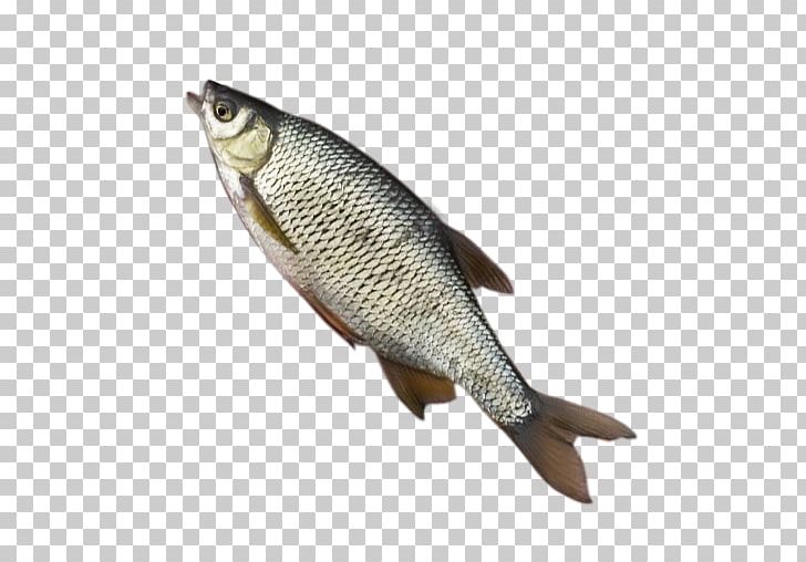 Northern Pike Angling Fishing Portable Network Graphics PNG, Clipart, Angling, Bait, Bony Fish, Carp, Common Rudd Free PNG Download