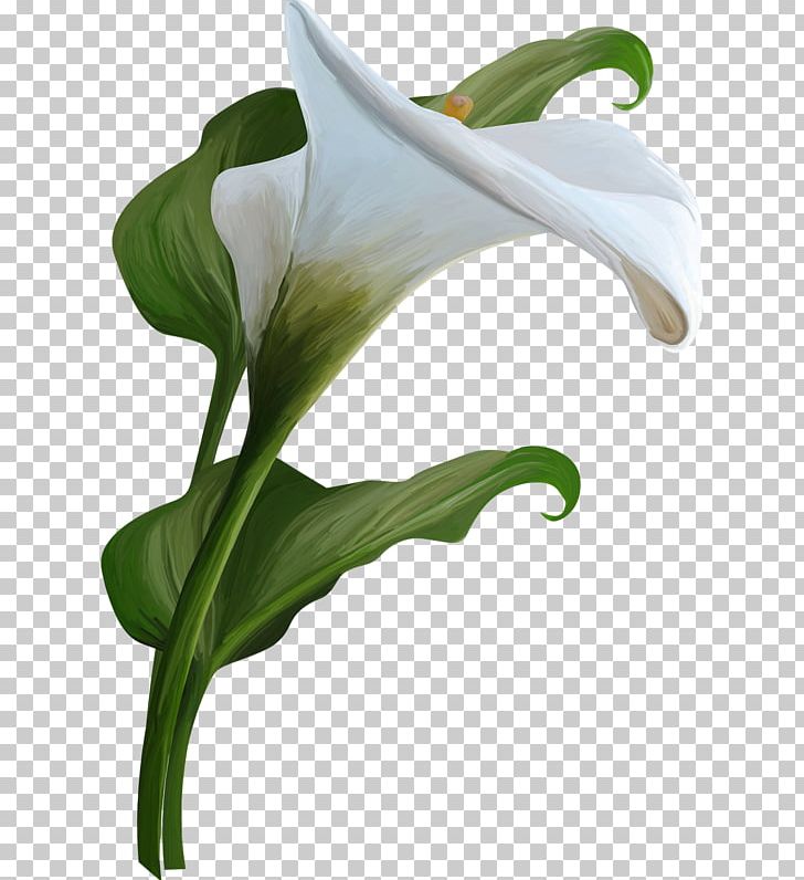 Arum-lily Calla Flower PNG, Clipart, Alismatales, Arum, Arum Family, Arum Lily, Arumlily Free PNG Download