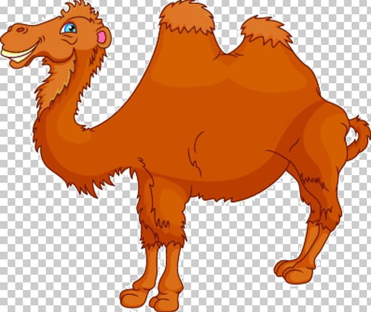 Bactrian Camel Cartoon Illustration PNG, Clipart, Animals, Arabian Camel, Balloon Cartoon, Brown, Camel Like Mammal Free PNG Download