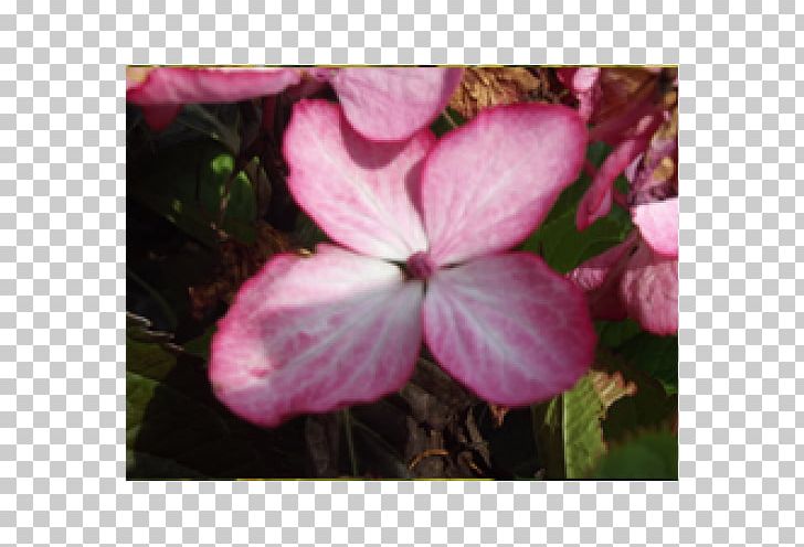 Crane's-bill Hydrangea Annual Plant Pink M Shrub PNG, Clipart,  Free PNG Download