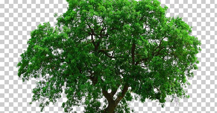 Portable Network Graphics Transparency Adobe Photoshop Tree PNG, Clipart, 2d Computer Graphics, 3d Computer Graphics, Branch, Clipping Path, Download Free PNG Download