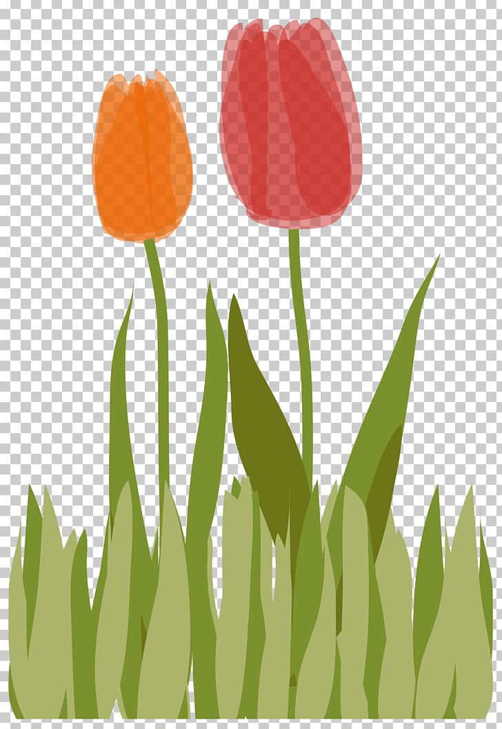 Tulip Illustration Plant Stem Petal PNG, Clipart, Download, Flower, Flowering Plant, Grass, Lawn Free PNG Download