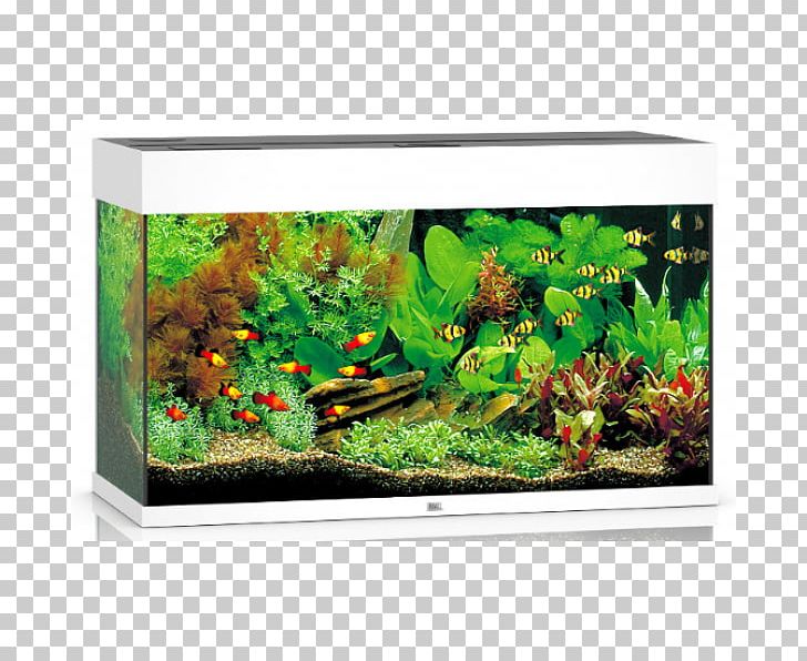 Aquarium Zoohit Pet Shop Fishkeeping PNG, Clipart, Aquarium, Aquarium Decor, Aquatic Plant, Buddy Oslo Zoosenter, Dompelaar Free PNG Download