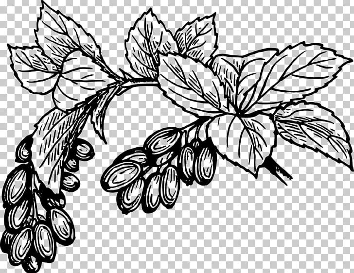 Drawing Date Palm PNG, Clipart, Artwork, Barberry, Black And White, Branch, Clip Free PNG Download